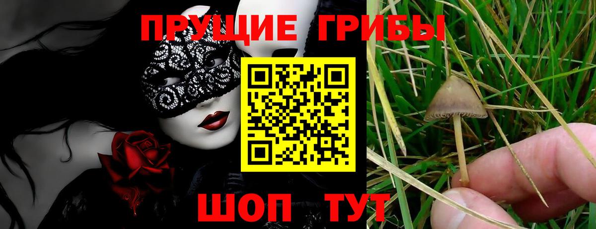 Новоалтайск  закладка  Вход с VPN  Галлюциногенные грибы Cubensis 